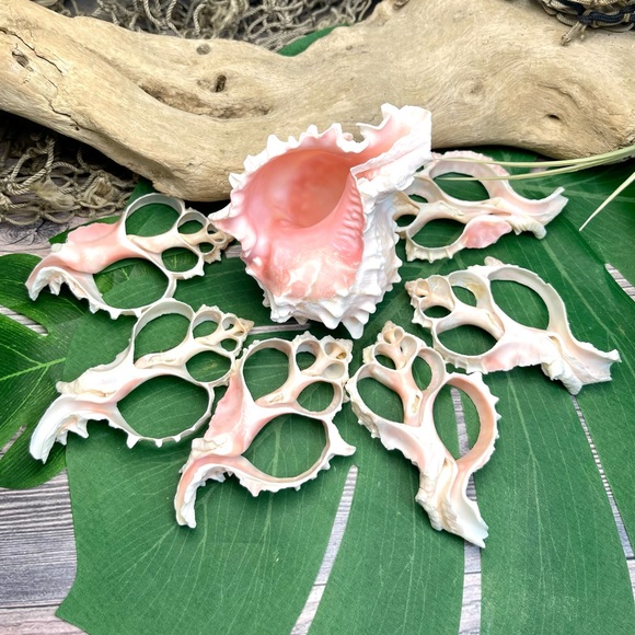 JUST IN- LG PINK MUREX CENTER CUT SHELLS SLICES DIY CRAFTING LOT - Picture 11 of 15